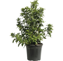 Ilex crenata japonez în ghiveci