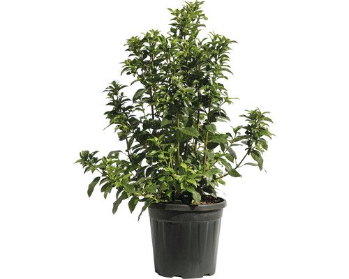 Ilex crenata japonez în ghiveci