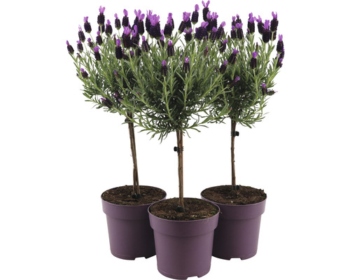 Trei plante de lavandă în ghiveci