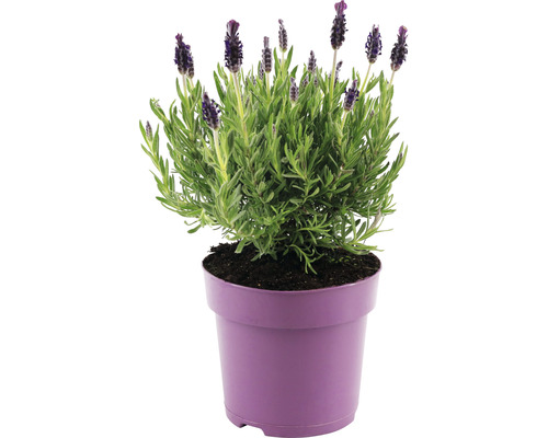 Lavandă FloraSelf Lavandula stoechas 'Anouk' H 20-25 cm ghiveci Ø 15 cm