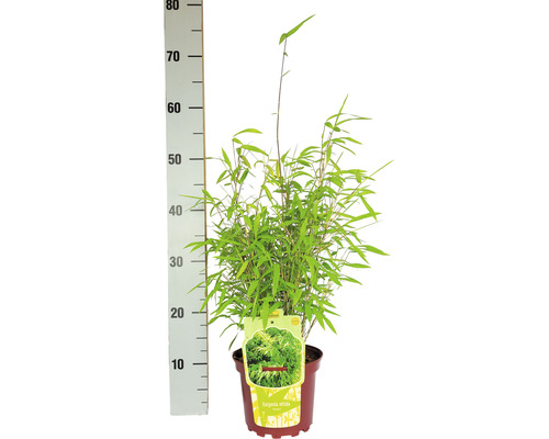 Bambus Fargesia nitida în ghiveci cu indicarea dimensiunii