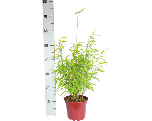 Plantă de bambus în ghiveci, măsurată cu o tijă de măsurare