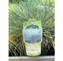 Iarbă decorativă Festuca cu etichetă FloraSelf