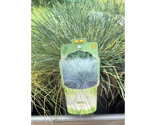 Iarbă decorativă Festuca cu etichetă FloraSelf
