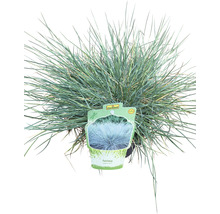 Festuca glauca în ghiveci