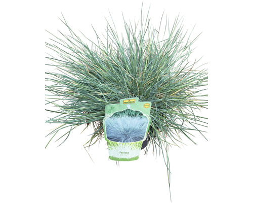 Festuca glauca în ghiveci
