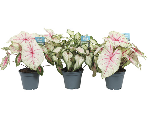 Trei plante Caladium în ghivece