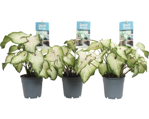 Trei plante de caladium în ghiveci