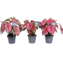 Caladium Mix FloraSelf Caladium H 25 cm ghiveci Ø 12 diferite sortimente