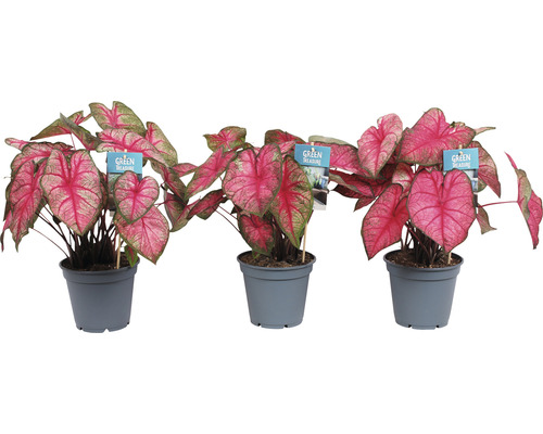 Trei plante de interior cu frunze roz în ghivece gri