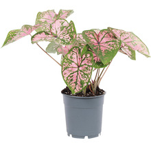 Plantă Caladium în ghiveci