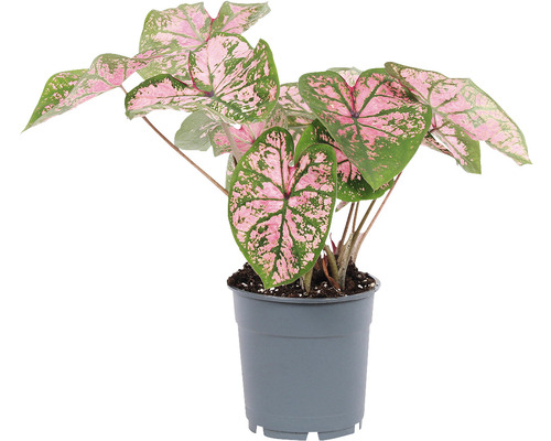 Plantă Caladium în ghiveci