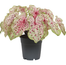 Caladium Mix FloraSelf Caladium ghiveci Ø 12 diferite sortimente