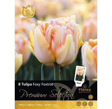 Pachet cu opt bulbi de lalele Tulipa Foxy Foxtrot