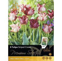 Pachet cu 8 bulbi de lalele Striped Crown