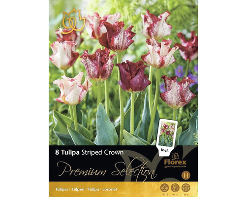 Pachet cu 8 bulbi de lalele Striped Crown