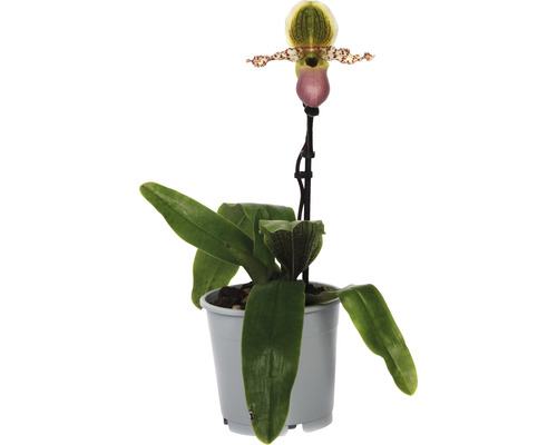 Orhidee Papucul lui Venus FloraSelf Paphiopedilum 'Pinocchio' H 30-35 cm ghiveci Ø 12 cm