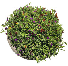 Plantă suculentă cu flori colorate în ghiveci