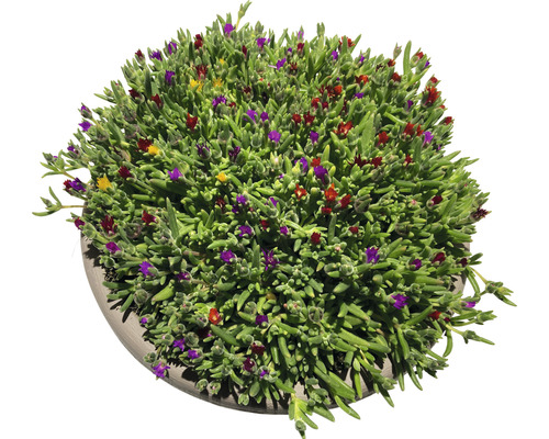 Plantă suculentă cu flori colorate în ghiveci