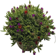Plantă Delosperma Cooperi în ghiveci cu flori roșii și violete