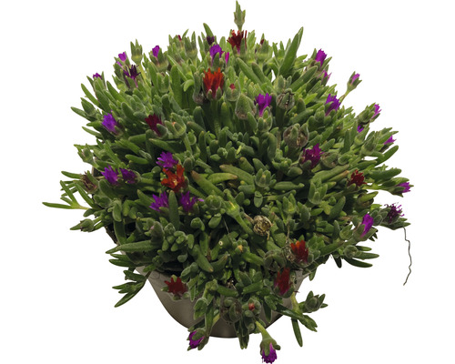 Plantă Delosperma Cooperi în ghiveci cu flori roșii și violete
