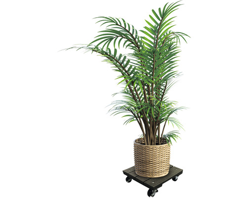 Plantă de interior într-un coș pe un suport cu rotile pentru plante