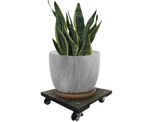 Plantă de interior într-un ghiveci pe o platformă cu rotile pentru plante