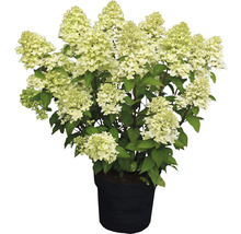 Hortensie paniculată în ghiveci