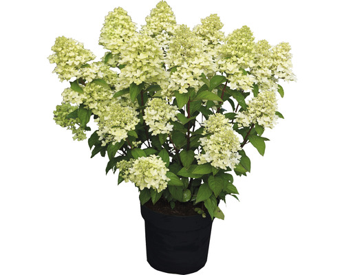Hortensie paniculată în ghiveci