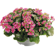 Plantă Kalanchoe cu flori roz în ghiveci