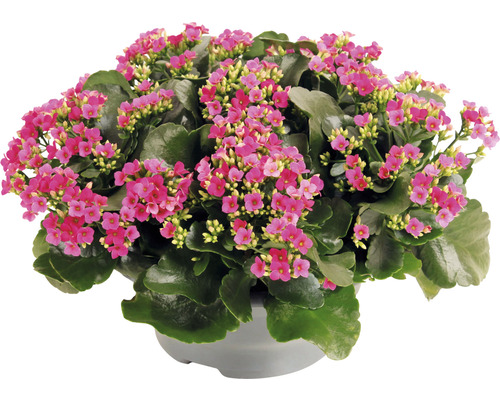 Plantă Kalanchoe cu flori roz în ghiveci