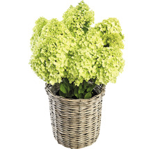 Hortensie paniculata în coș