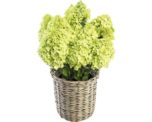 Hortensie paniculata în coș