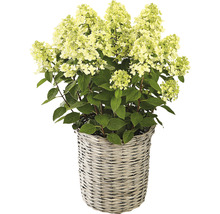 Hortensie paniculată într-un coș