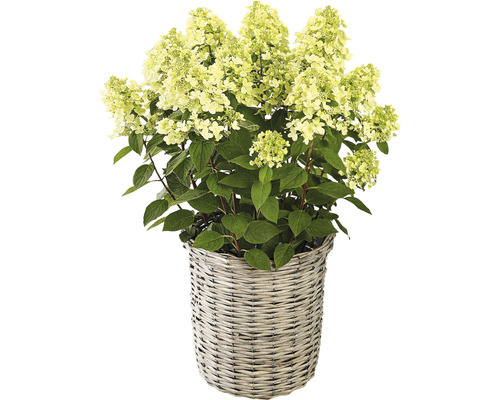 Hortensie paniculată într-un coș