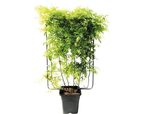 Glicină într-un ghiveci cu suport pentru cățărare