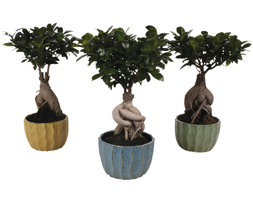 Ficus FloraSelf Ficus microcarpa Ginseng H ca. 40 cm ghiveci ceramică Exotic Ø 17 cm diferite culori