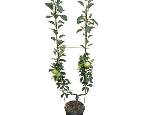 Bio Pom fructifer măr FloraSelf Bio Malus domestica H 100-150 cm Co 12 L