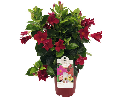 Iasomia braziliană FloraSelf Dipladenia Mandevilla H 25-30 cm ghiveci Ø 14 cm roșu Iasomia braziliană FloraSelf Dipladenia Mandevilla H 25-30 cm ghiveci Ø 14 cm roșu