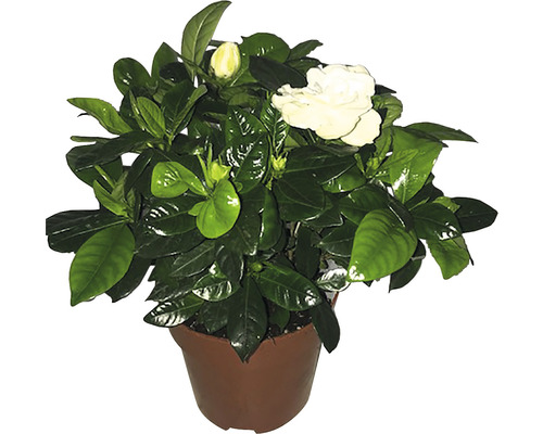 Iasomie FloraSelf Gardenia Jasminoides H 30-40 cm ghiveci Ø 13 cm