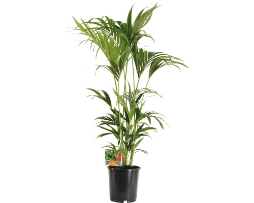 Palmier plat Kentia FloraSelf Howea forsteriana H ca.130 cm ghiveci Ø 24 cm Palmier Areca într-un vas negru