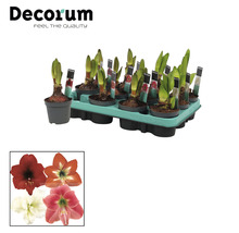 Plante Amaryllis în ghivece pe o tavă