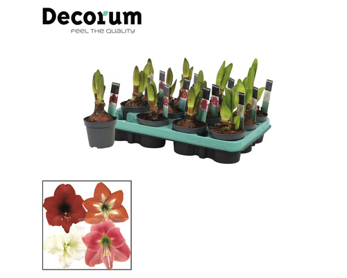 Plante Amaryllis în ghivece pe o tavă