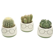 Cactus Mix FloraSelf H 15-20 cm ghiveci ceramică cu ochelari Ø 13 cm-thumb-0