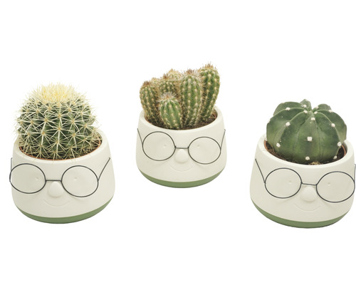 Cactus Mix FloraSelf H 15-20 cm ghiveci ceramică cu ochelari Ø 13 cm