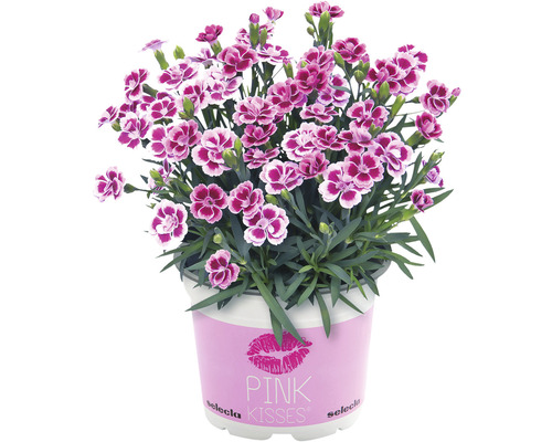 Garofița FloraSelf Dianthus caryophyllus 'Pink Kisses' ghiveci Ø 11 cm