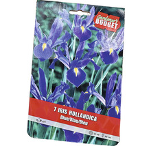 Pachet cu 7 bulbi de iris hollandica