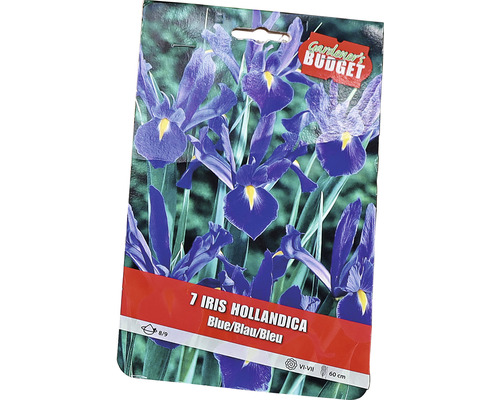 Pachet cu 7 bulbi de iris hollandica