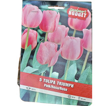Pachet cu cinci lalele Triumph roz, dimensiunea bulbului 10/11