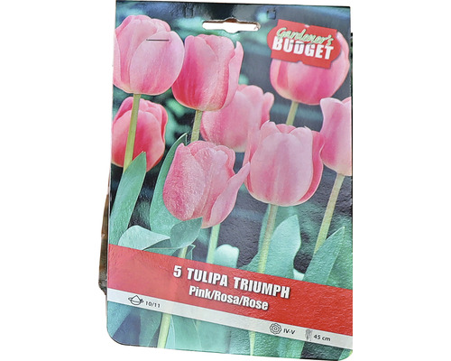 Pachet cu cinci lalele Triumph roz, dimensiunea bulbului 10/11